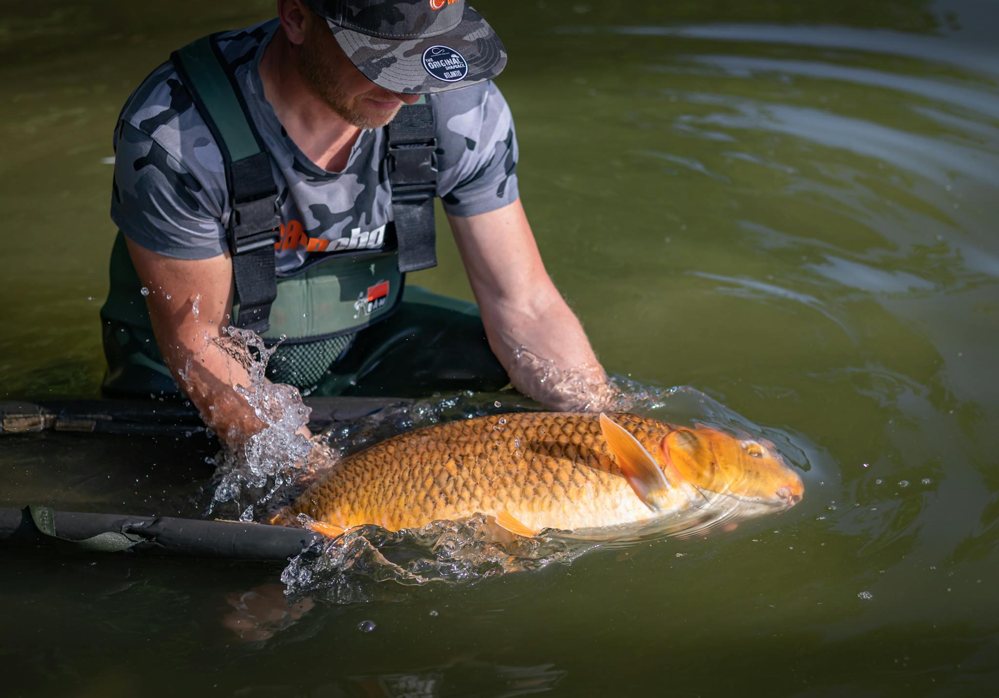 A fisherman gently releases a large carp into the water, showcasing catch and release fishing.