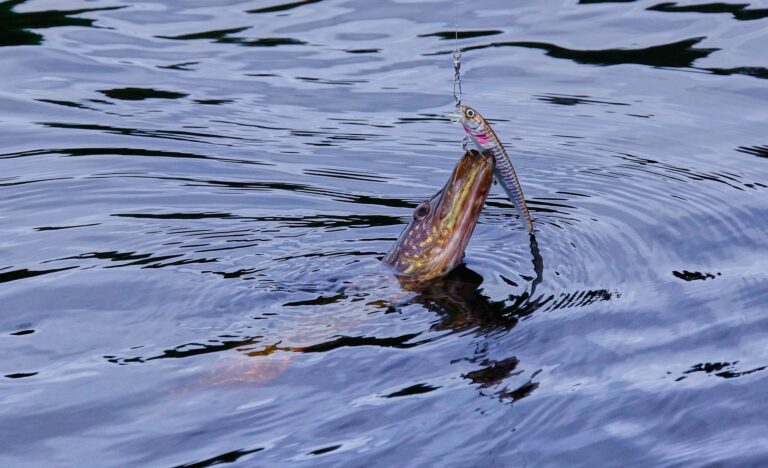 Kunstaas voor Snoek: De Beste Lokken om Snoek te Vangen
