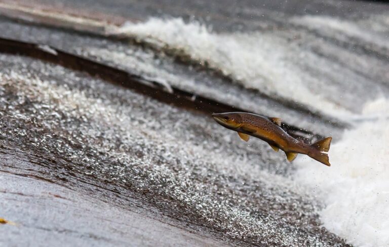 Beste Crankbait Set Kopen? Top Aanbevelingen voor Elke Angler