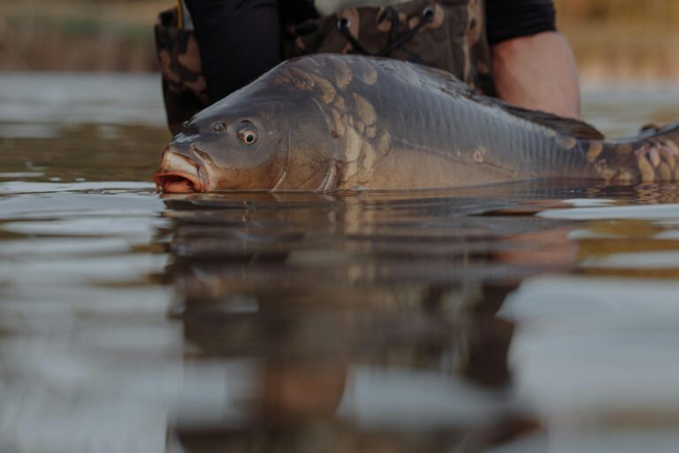 Detailed image of a carp fish caught, partially submerged in a lake, showcasing reflections.