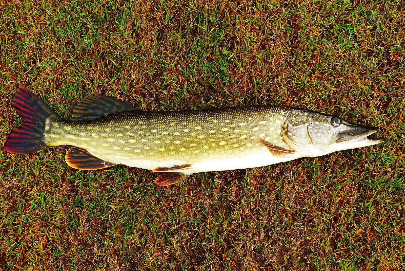 grote snoek gevangen met kunstaas