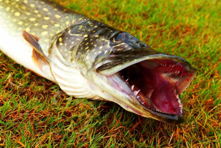 Snoek Plekken Vinden: Waar Vang je de Grootste Snoeken?