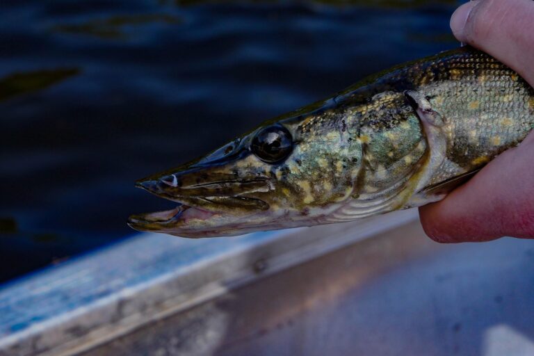 5 tips snoekvissen in winter – Succesvol wintervissen