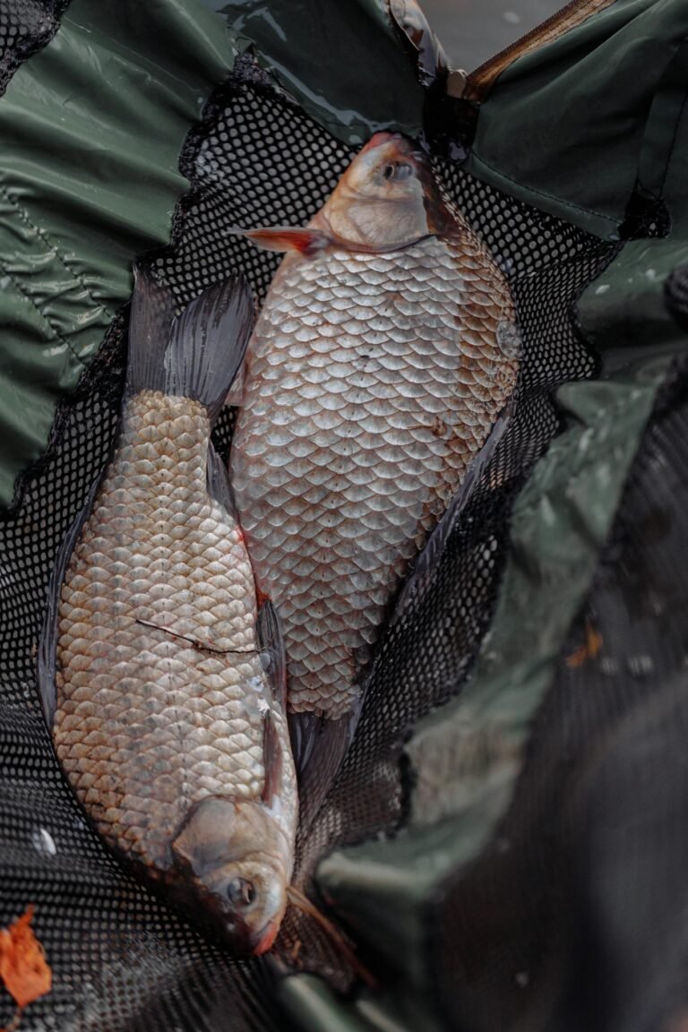 Two freshly caught carp fish displayed in a green fishing net, showcasing detailed scales.