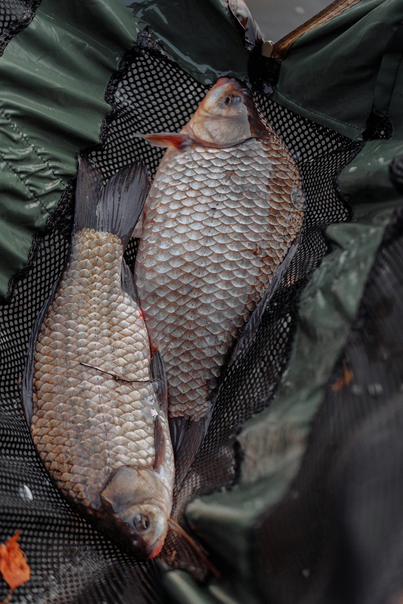 Two freshly caught carp fish displayed in a green fishing net, showcasing detailed scales.
